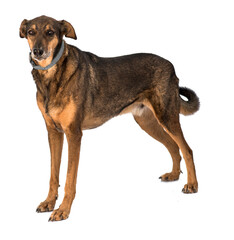 stray dog isolated on a white background