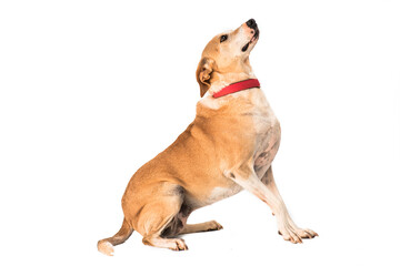 Obraz premium stray dog isolated on a white background