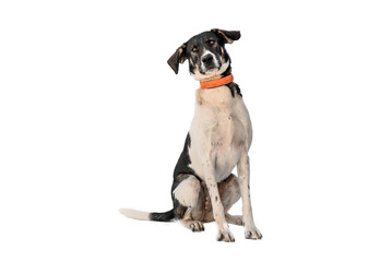 stray dog isolated on a white background
