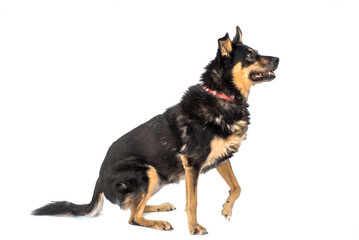 Stray dog  isolated on a white background