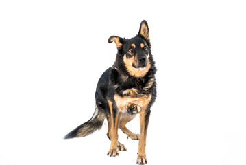 Stray dog  isolated on a white background