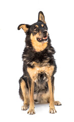 Stray dog  isolated on a white background