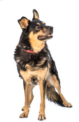 Stray dog  isolated on a white background