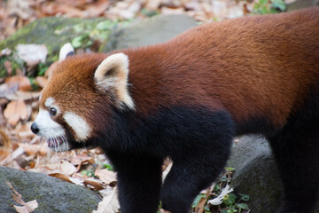 レッサーパンダ