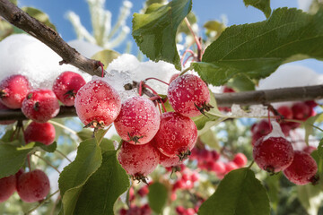Frosted red forest apples on a branch. Close-up. Late autumn - early winter.