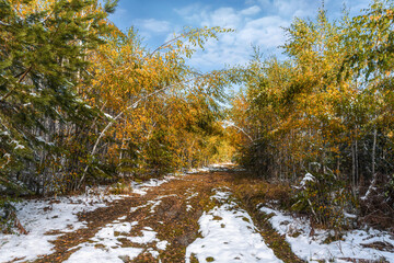 Young thin birches bent over the snow-covered road, forming an arc. Ural, Russia.
