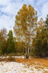 Tall, slender birch with golden foliage grows in a forest clearing. Ural, Russia.