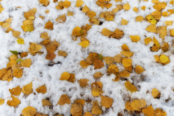 Yellow leaves fallen from a birch are scattered on white snow. Late autumn - early winter.