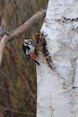 カバノキの幹を突き虫を探すアカゲラ
