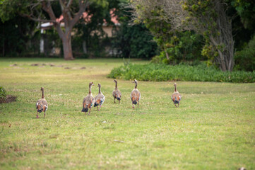 Group of wild geese seen walking on grass