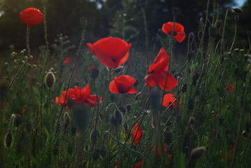 Red poppy in the meadow.