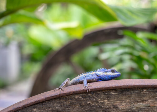 Close up photo of blue chameleon and blurred background.