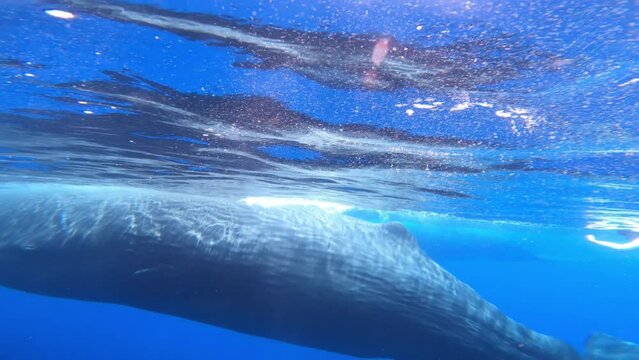 Sperm Whale at sea level, underwater shot, Sri Lanka, 2022
Beautiful underwater view of Sperm Whales from Sri Lanka, 2022
