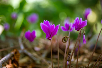 Pink lilac cyclamen hederifolium flowers grow on forest edge in a botanical garden, park, forest in the wild in summer. Blooms in a national park in spring. Nature's awakening. Wild cyclamens in woods