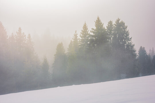 winter scenery with forest in fog. stunning nature background at sunrise