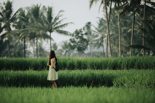 A girl capture a photo using smartphone in the middle of rice field