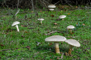 Amanita vittadinii. Group of Scaly Amanita mushrooms on the meadow.