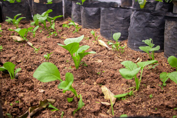 fresh spinach vegetable field on hydroponic method