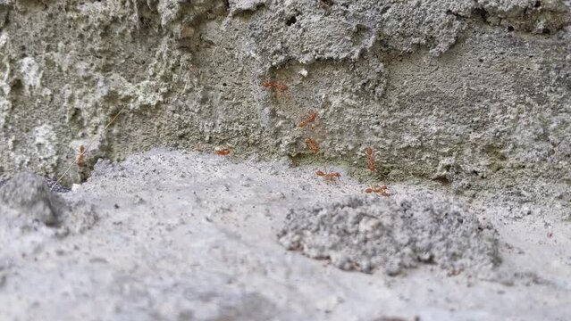 Oecophylla smaragdina ant walking on cement floor