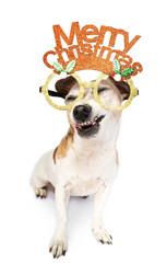 Adorable Christmas dog with tongue out. Close up dog portrait wearing Christmas decoration on face....
