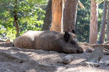 Beautiful boar (wild pig) resting in his ground hole in a wild forest, in the dust. Massat,...