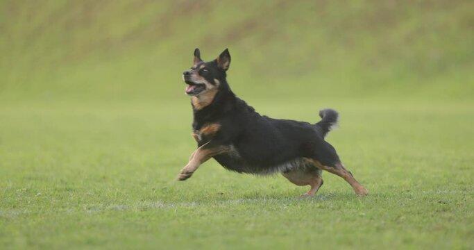Cute playful Australian Kelpie dog running in the green field in slow motion
