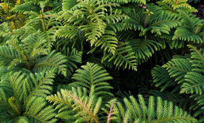 selective focusing,Pine tree in the garden featuring closeup, outdoor, and tree,Pine branches frame wallpaper background