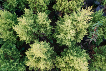 green plant or trees from top view, selective focusing, top view of summer green trees in forest
