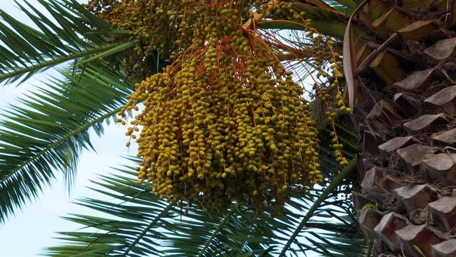 Fruit bunch of date palm tree (Phoenix dactylifera) close up