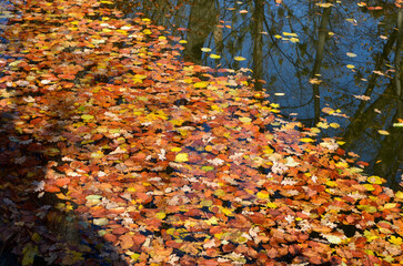 Autumn leaves on the water surface