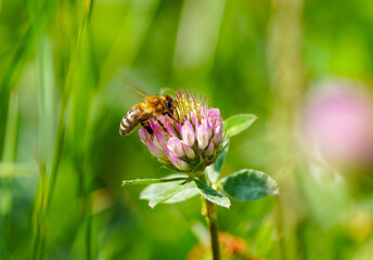 A bee collects nectar on a clover flower. Insect close-up in natural environment.
