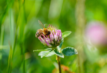 A bee collects nectar on a clover flower. Insect close-up in natural environment.
