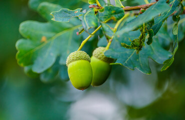 English oak acorns close-up. Quercus robur.