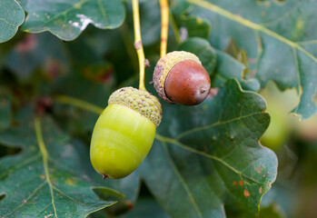English oak acorns close-up. Quercus robur.