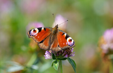 Peacock butterfly on a flower in a natural setting. Butterfly close-up. Insect collects nectar on a flower. Aglais io.

