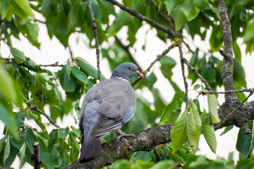 Pigeon on the tree. Columbidae.