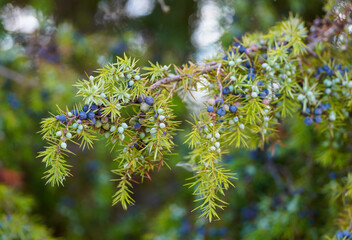 Branch of a juniper tree with berries. Juniperus.