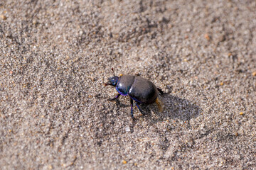 Black dung beetle on sandy ground. Anoplotrupes stercorosus.
