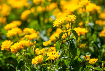 Yellow Lantana flowers. Flowering plant close-up. Lantana camara.
