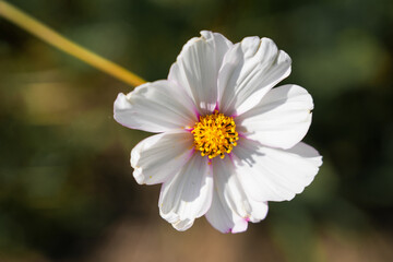 Garden Cosmos white flowers. Flowering plant close-up. Cosmos bipinnatus. Mexican Aster.
