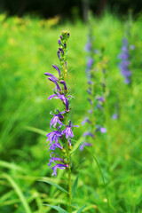 夏の湿地に咲くサワギキョウの紫の花