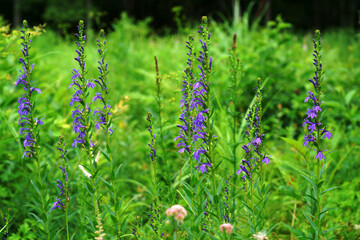 夏の湿地に咲くサワギキョウの紫の花