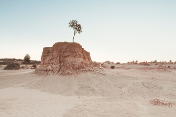 Lone tree grows on top of sand hill in desert