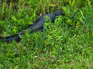 alligator in the swamp