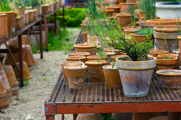 Growing plants in clay ceramic pots for transplanting in a greenhouse, garden.