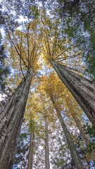 メタセコイアの紅葉