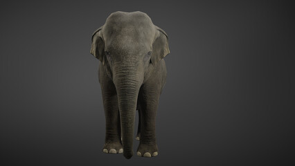 Elephant slowly walking on gray background, perfect for digital composition 3d rendering