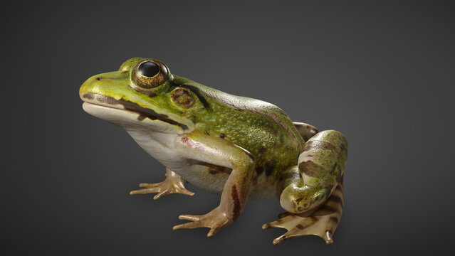 Green frog  isolated on black background. 3D rendering