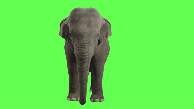 Elephant slowly walking on green screen with chroma key, perfect for digital composition 3d rendering