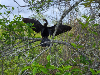 Anhinga